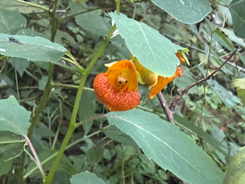 common jewelweed