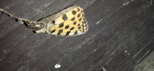Queen of Spain Fritillary