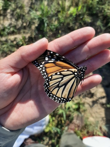 Monarch