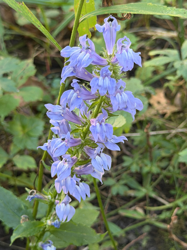 great blue lobelia