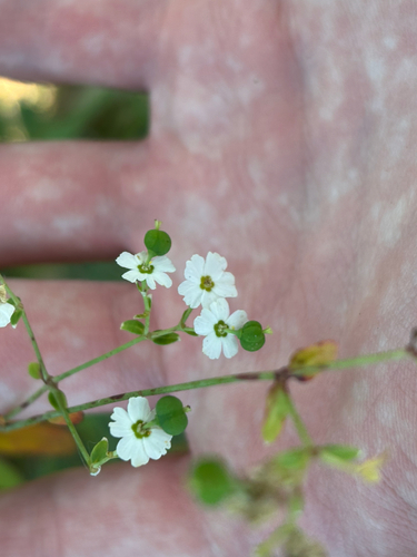 flowering spurge