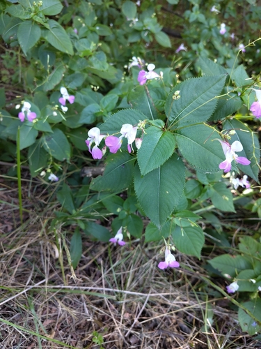 Kashmir Balsam
