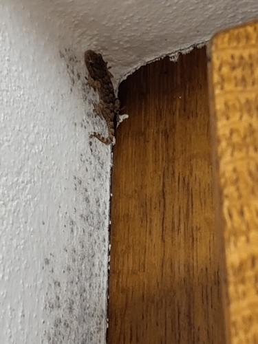 Moorish Gecko