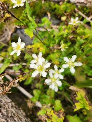 Parnassia fimbriata, photograph 4