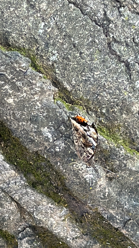 Red Admiral