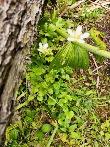 Parnassia fimbriata, photograph 5