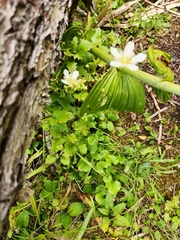 author not stated, no rights reserved Parnassia fimbriata, photograph author not stated, no rights reserved