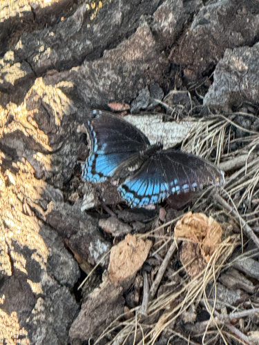Red-spotted Purple