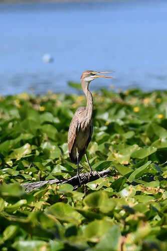 Purple Heron