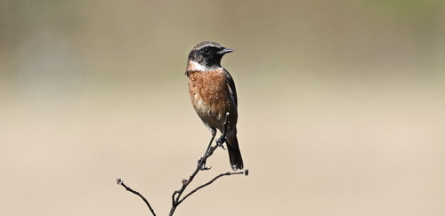 European Stonechat