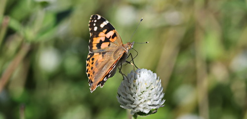 Painted Lady