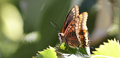 Two-tailed Pasha
