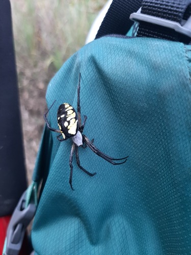 Yellow Garden Spider