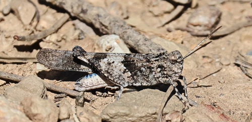 Oedipoda charpentieri