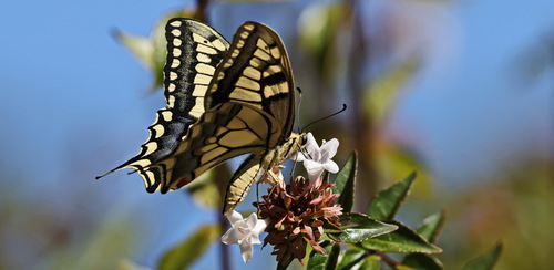 Old World Swallowtail