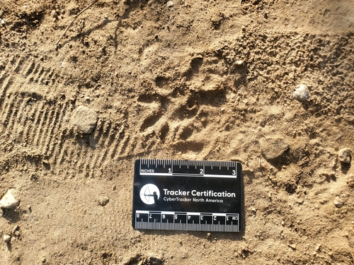 iNaturalist observation photo of Virginia Opossum