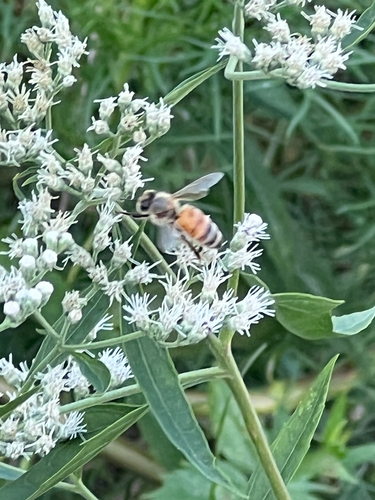 Western Honey Bee