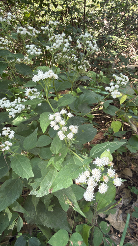 white snakeroot