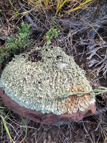 Parmelia subdecipiens