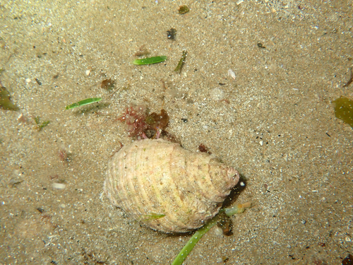Dardanus crassimanus observed 2026-09-12