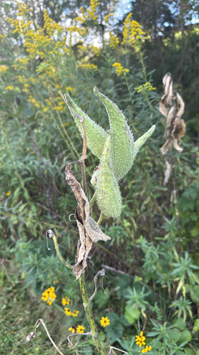 common milkweed