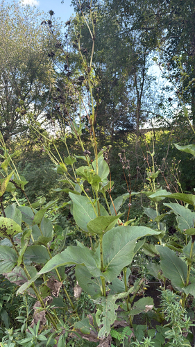 cup plant
