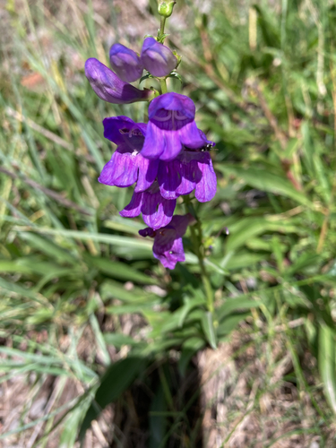 Rocky Mountain beardtongue