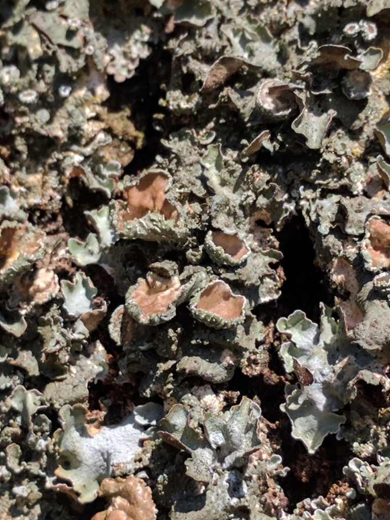 Pleurosticta