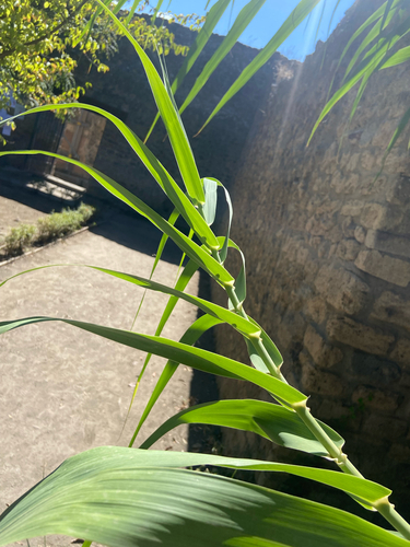 giant reed