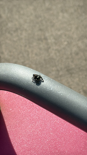 Bold Jumping Spider