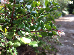 Arctostaphylos nummularia