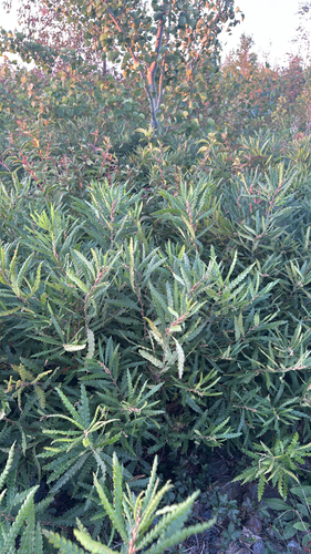 sweetfern