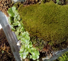 Marchantia polymorpha ruderalis