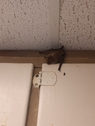 Big Brown Bat