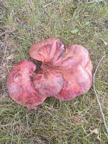 Fistulina americana