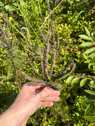 leadplant