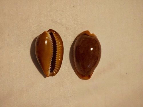 Naria spurca observed 2026-09-08