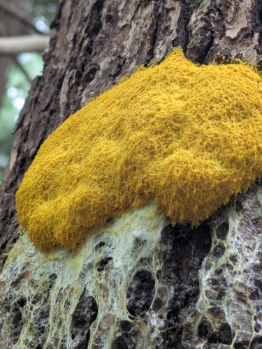Dog Vomit Slime Mold