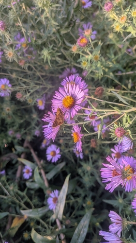 Peck's Skipper