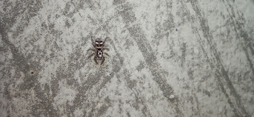 Zebra Jumping Spider