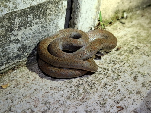 Yellow-bellied Liophis
