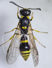 Symmorphus projectus