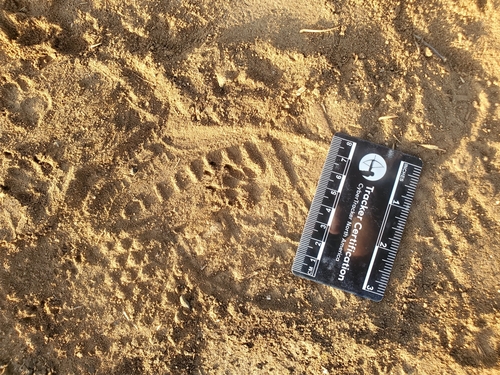 iNaturalist observation photo of Striped Skunk