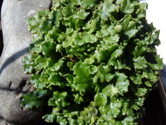 Marchantia polymorpha ruderalis