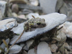 Eleutherodactylus verrucipes