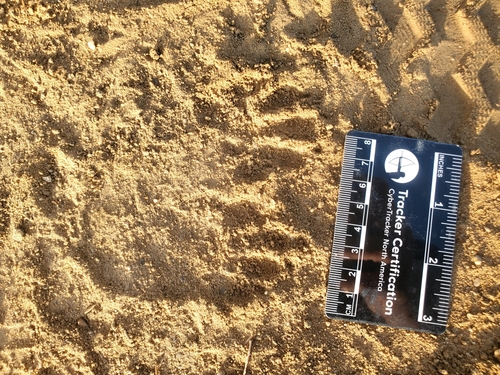 iNaturalist observation photo of Common Raccoon