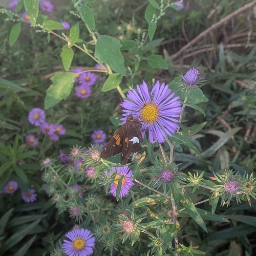 Silver-spotted Skipper