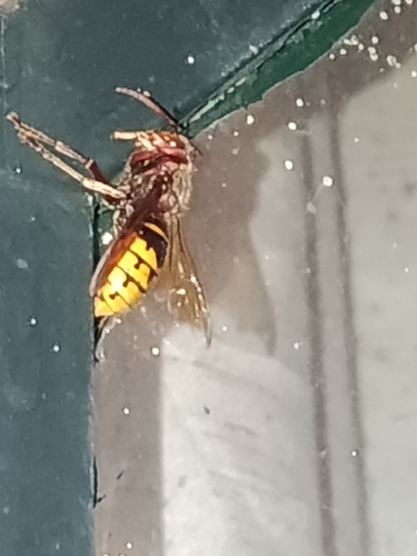 European Hornet