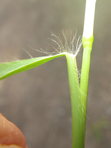 Eragrostis ciliaris