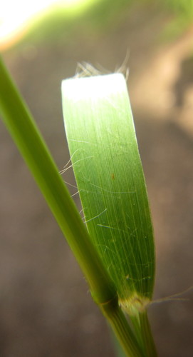 Eragrostis ciliaris